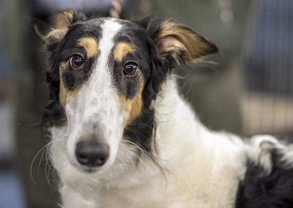 Close up head and neck shot of a long snouted tricolor white, black and tan dog with a black nose, wide brown eyes and small rose shaped ears that are pinned back against the dog's head. The dog has white whiskers.