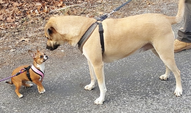 The left side of a tan Boxachi that is standing across a blacktop surface and sitting in front of it is a smaller brown with white Boxachi puppy.