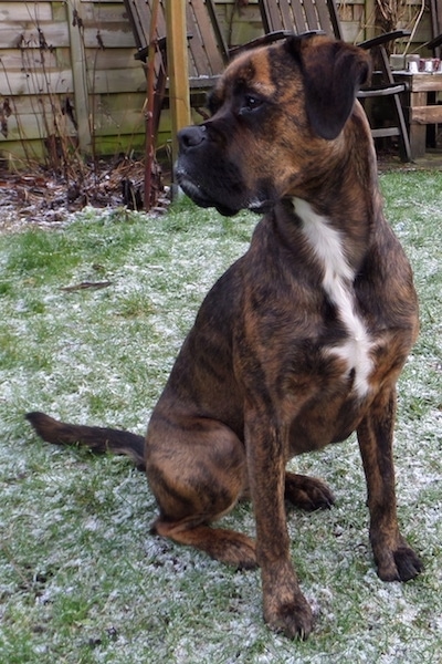 Front side view - A tall brown brindle dog with a white chest sitting in snowy grass looking to the left. There are couple of wooden chairs and a wooden privacy fence behind it.