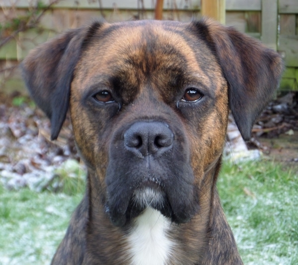 Close up head shot - A brown brindle dog with brown almond shaped eyes and long v-shaped ears that hang over to the front and a white chest looking forward with a wooden privacy fence behind it. The dog's nose is black.