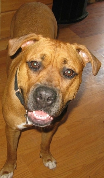 Front view a large breed reddish-brown dog with a black snout, wide brown eyes, a black nose, very white teeth, ears that fold over and down to the sides wearing a black collar standing on a hardwood floor looking up smiling at the camera. The dog has wrinkles on her forehead.