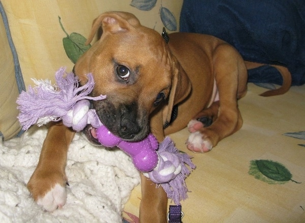 Front view of a brown large breed puppy with black on its snout, dark brown eyes, white on the tips of her paws and a long tail laying down on a yellow floral print couch chewing on a purple rope toy laying on tip of a white blanket. The dog's ears hang down to the sides.