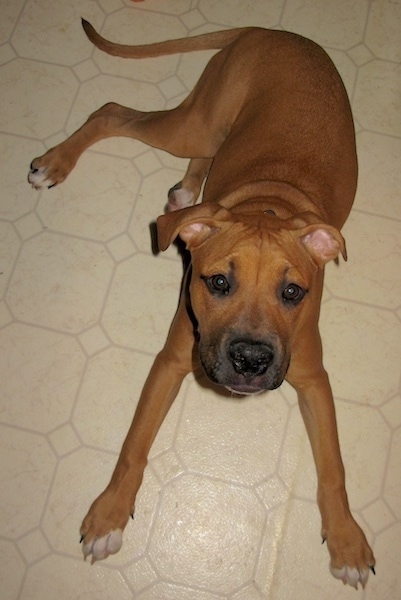 A reddish-brown smooth coated, large breed puppy with dark brown eyes, a black nose, black on its snout, white on the tips of his paws with a long tail laying down on a white tiled floor.