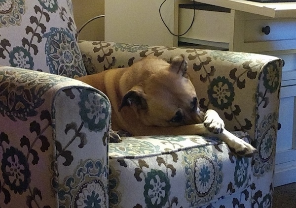 The front right side of a brown Boxer Shepherd that is laying down on an arm chair and one of its paws are over its nose.