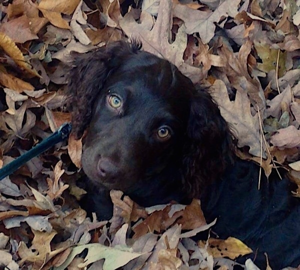 A little brown puppy with light golden brown eyes and a dark shiny brown coat with longer wavy hair on its ears laying in a pile of brown leaves with her head popping out and head tilted to the right.