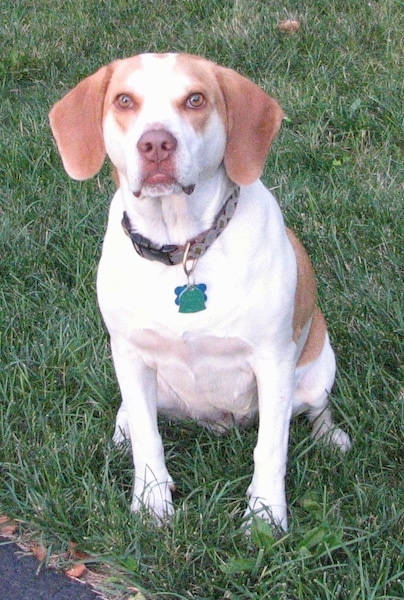 A reddish-brown and white Brittany Beagle is sitting in grass.