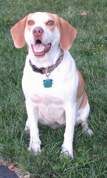 A reddish-brown Brittany Beagle that is sitting in grass, it is looking forward, its mouth is open and it looks like it is smiling.
