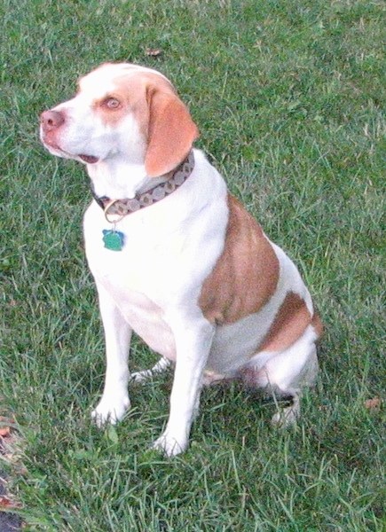 The front left side of a reddish-brown Brittany Beagle that is sitting in a field and it is looking to the left.