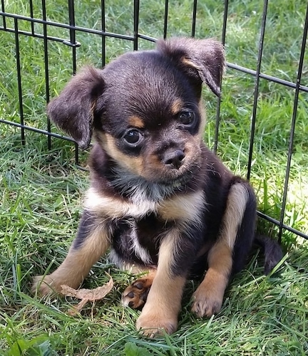 The front left side of a black with tan Brusselranian puppy that is sitting in grass, it is looking to the right and its head is tilted to the left.