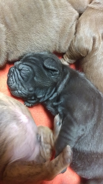 A tiny little wrinkly gray puppy with a round head and small fold over ears and a lot of extra skin laying down on an orange surface next to three tan puppies.