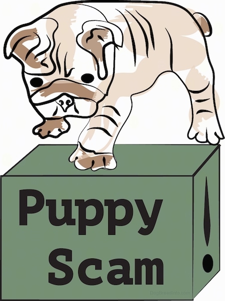 A drawling of a little Bulldog puppy standing on top of a green box that has the words 'Puppy Scam' written on the front of the box.