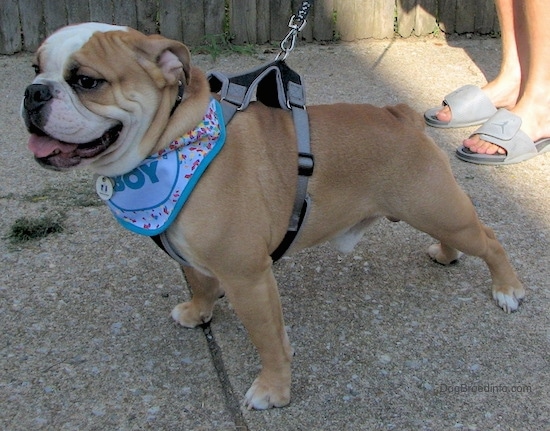 Side view of a tan with white dog wearing a blue bandana that says 'birthday boy' and a black and gray harness leaning forward standing on a sidewalk outside. The dog has a large round head, small ears that hang down and are pinned back, a black nose and dark brown eyes. Its tail is a very short stub, its legs and chest are wide.