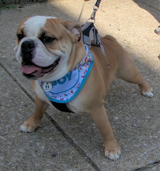 Front side view of a tan with white dog wearing a blue bandana that says 'birthday boy' and a black and gray harness standing on a sidewalk outside. The dog has a large round head, small ears that hang down and are pinned back, a black nose and dark brown eyes. Its tail is a very short stub, its legs and chest are wide and it is standing in a wide stance with its legs spread.