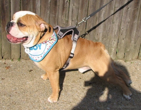Side view of a tan with white dog wearing a blue bandana that says 'birthday boy' and a black and gray harness standing on a sidewalk outside in front of a wooden fence. The dog has a large round head, small ears that hang down and are pinned back, a black nose and dark brown eyes. Its tail is a very short stub, its legs and chest are wide.