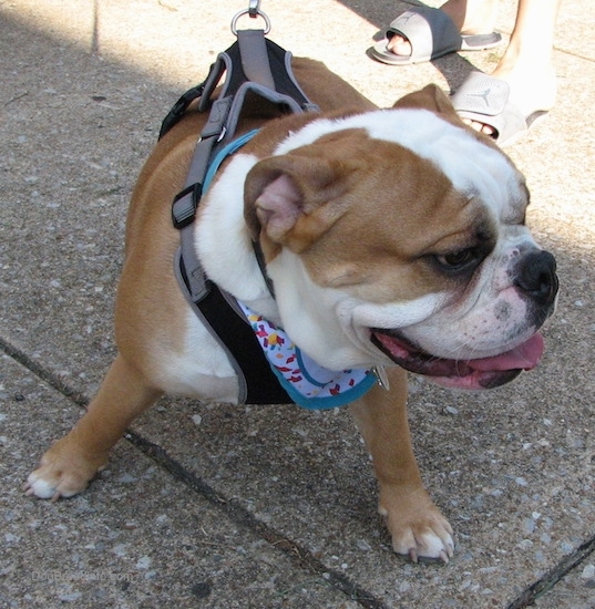 Front view of a tan with white dog wearing a blue bandana and a black and gray harness standing on a sidewalk outside with its large round head turned to the right in front of a wooden fence. The dog has a large round head, small ears that hang down and are pinned back, a black nose and dark brown eyes. Its legs and chest are wide. Its body is tan and it has a white chest with white down the front of its stop to its muzzle.