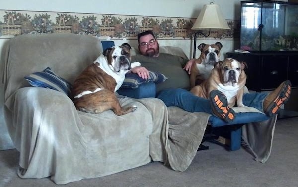 A man in a green shirt and blue jeans sitting down on a recliner couch surrounded by three large muscular, wrinkly, extra skinned brown brindle with white English Bulldogs.