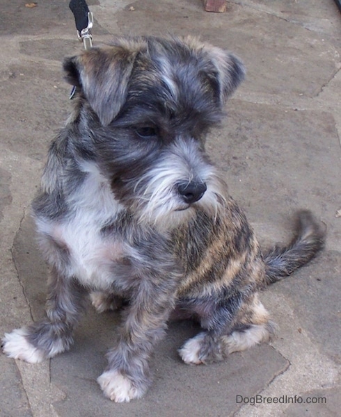 Front side view - A soft looking small brown brindle dog with a beard and small ears that fold over to the front sitting on a stone porch looking to the right. It has white on its chest, snout and tips of its paws.