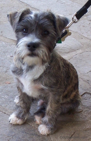 Front side view - A soft looking small brown brindle dog with a beard and small ears that fold over to the front sitting on a stone porch looking at the camera connected to a black leash. It has white on its chest, snout and tips of its paws.
