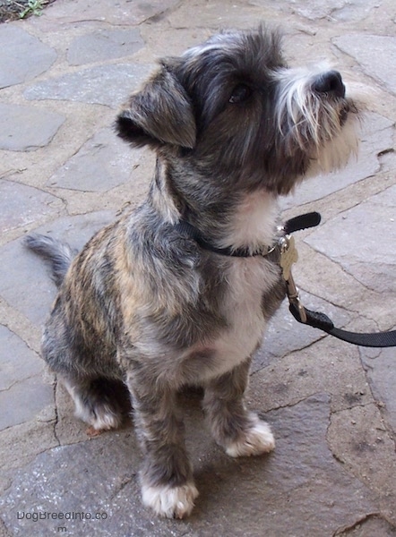 Front side view - A soft looking small brown brindle dog with a beard and small ears that fold over to the front sitting on a stone porch looking up and to the right. It has white on its chest, snout and tips of its paws and a shaved coat with longer hair on its face.