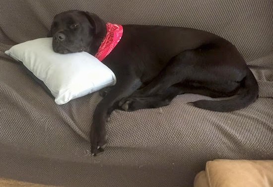 A thick, large breed black dog with a large black nose and dark eyes laying down sleepily on a brown couch with its head on top of a white pillow. The dog has a short coat, a long tail and is wearing a red bandanna.