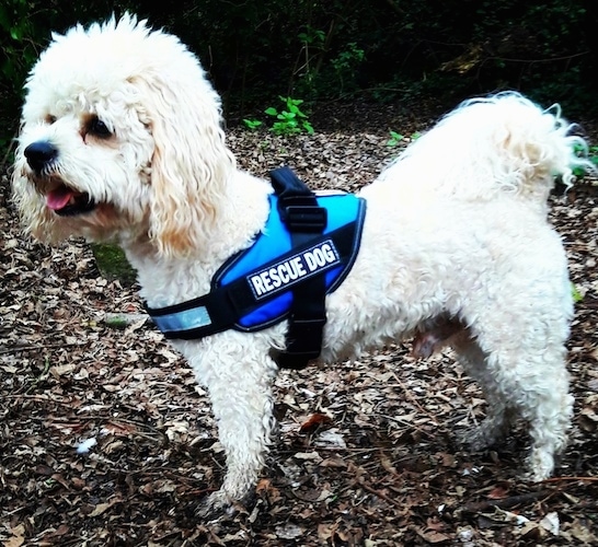 Side view - A small white curly coated dog standing in brown dirt and leaves wearing a blue vest that says 'rescue dog'. THe dog has long soft looking ears, a black nose, dark eyes and its pink tongue is showing. Its tail has long wavy hair on it and is curled up over the dog's back.