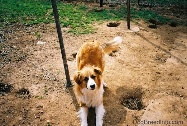 A dog outside in dirt chained to a pole with the chain wrapped around another pole and holes dug all over the yard. The dog is a tan with white and black large breed, thick coated dog and it is play bowing at the person with the camera.