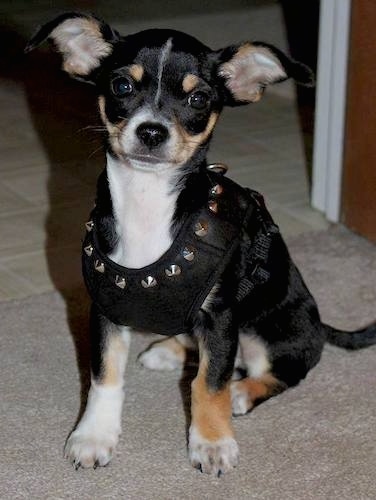 Front view of a small, toy-sized tri color black white and tan dog sitting down wearing a spiked leather harness.