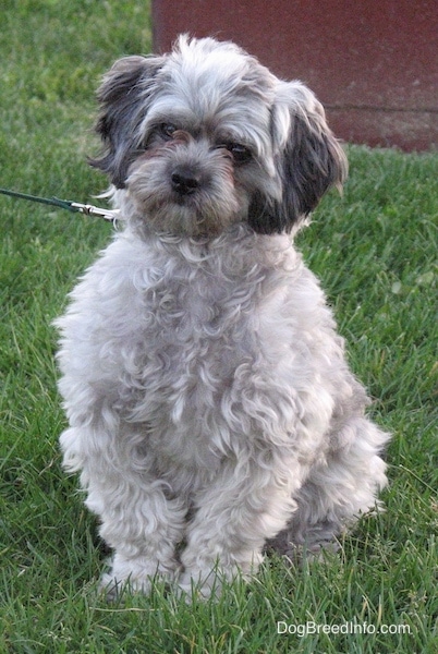 Front view - A wavy coated white and brown dog with lighter hair on its body and darker hair on its ears and a brown nose sitting in grass facing forward. There is a red building behind her. The dog has brown eyes.