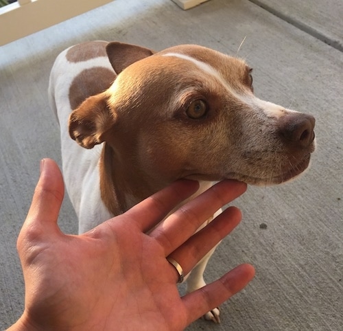 A person's fingers holing up the head of a brown and white dog who is standing on concrete. The dog has a brown nose and brown eyes with ears that are pinned back.