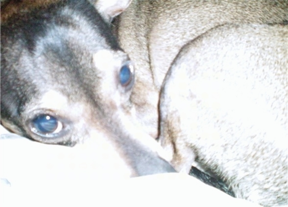 Close Up - a shorthaired small breed dog with buldging eyes laying curled up in a ball looking sleepy. The dog has a brown body with black on its head. Its nose is black. It has a long snout and large round eyes.