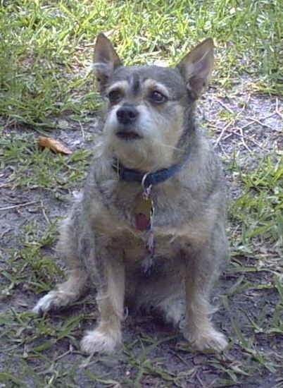 Front view of a wiry looking overweight dog with perk ears and gray, tan and white fur sitting in dirt and grass looking to the left. The dog has a black nose, black lips and black eyes.