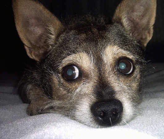 Close up head shot of a black, tan and white dog with large perk ears and wide round eyes and a black nose laying down on a white blanket looking to the lef with its eyes.