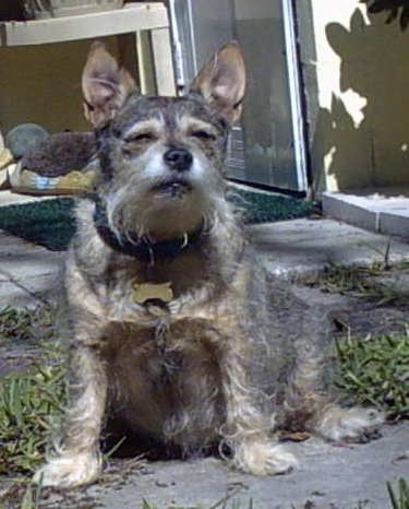 A wiry looking fat dog with perk ears, a black nose and gray, tan and white scruffy looking fur sitting down outside in the sun with its eyes closed.