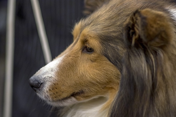Side view head shot - a furry, long coated dog with a lon snout that has shorter hair on it, a black nose and dark eyes and small ears. The dog has longer hair coming off of its neck, chest and ears.