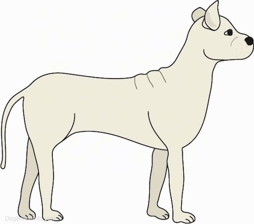A drawling of a tan dog with a long skinny tail, perk ears, a black nose, dark eyes and extra skin on its back facing the right.