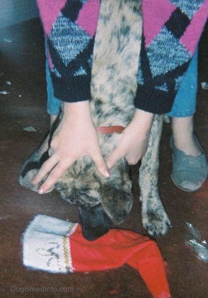 A person pushing a dog's head down to a red and white Christmas Stocking in attempt to punish it for chewing the stocking.