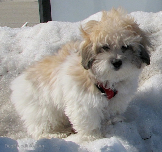 Front side view - A fluffy soft thick coated, tan, white and black dog with a black nose and dark eyes standing outside on a snow mound.