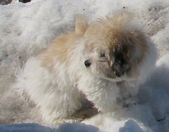 Front side view - A fluffy soft thick coated, tan, white and black dog with a black nose and dark eyes standing outside on a snow mound looking to the left.
