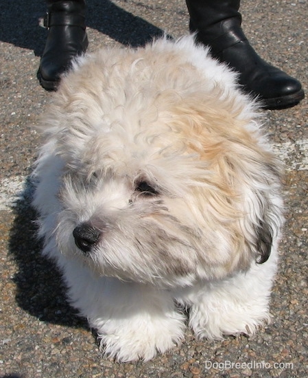 Front view - A fluffy soft thick coated, tan, white and black dog with a black nose and dark eyes standing in a parking lot looking to the left with a person in black shoes behind him.