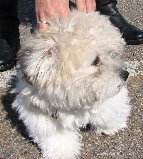 Front view - A fluffy soft thick coated, tan, white and black dog with a black nose and dark eyes standing in a parking lot looking to the right with a person in black shoes behind him with their hands on his back.