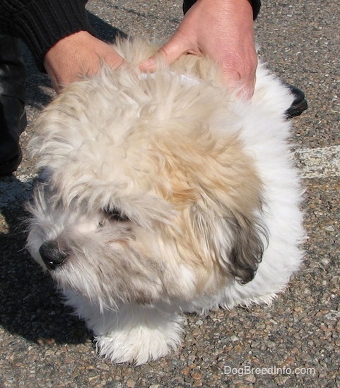 Front view - A fluffy soft thick coated, tan, white and black dog with a black nose and dark eyes standing in a parking lot looking to the right with a person's hands on his back.