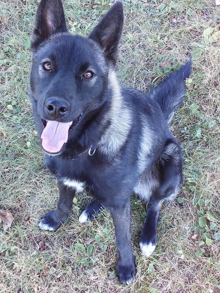 A perk eared medium-haired black, gray with white shepherd looking dog sitting down in grass looking happy with its tongue showing looking up.