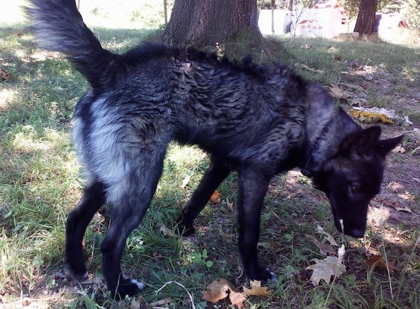 A perk eared medium-haired black, gray with white shepherd looking dog smelling the ground under the shade of a tree.