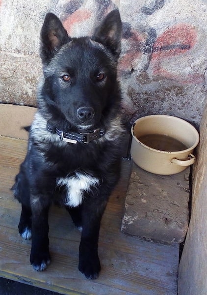 A perk eared medium-haired black, gray with white shepherd looking dog sitting on a wooden board next to a tan medal water pan in front of a stone wall.