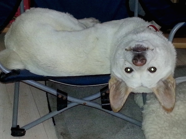 A white dingo with tan ears and a brown nose and dark eyes laying on a fold up blue chair hanging its head up side down. It has perk ears.