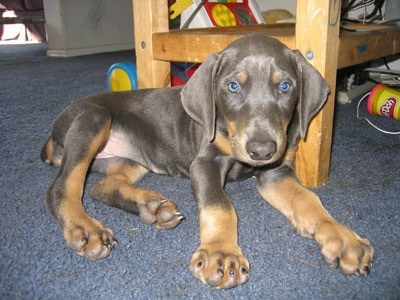 A gray and tan puppy with long drop ears and blue eyes laying down on a blue carpet in front of a wooden chair with toys and a container of orange colored Play-Doh behind her.