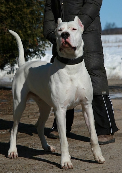 Front view of a large chested white dog with a black nose and a thick black collar with a long white tail standing outside in front of a man dressed in black winter clothes. There is snow behind them.