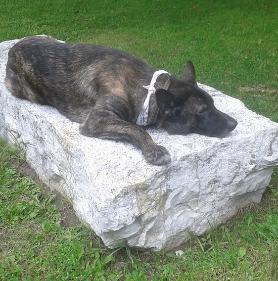 Side view of a large breed brown brindle shepherd dog with a black nose and large perk ears laying down on a huge boulder rock looking sleepy.