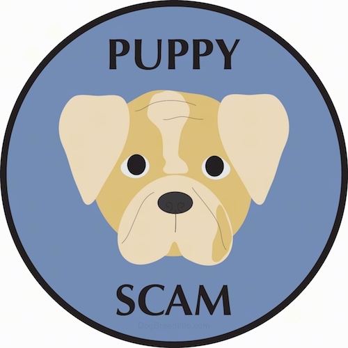 A drawling of the face of a Bulldog puppy with a brown face and tan ears, a black nose and black eyes inside of a blue circle that says 'Puppy Scam'