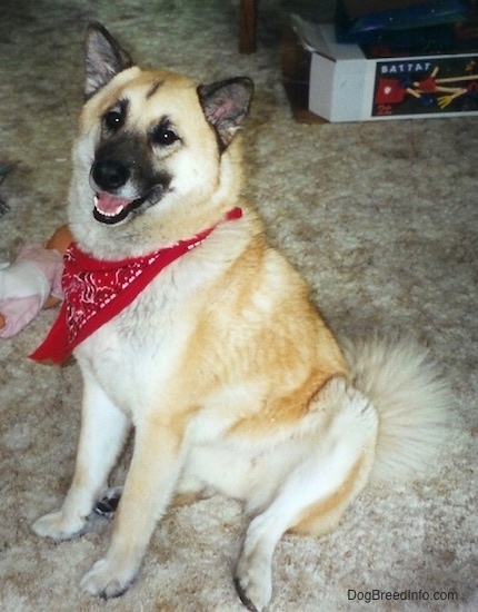 A large breed tan and white thick-coated, furry dog wearing a red bandanna sitting on a shaggy tan carpet smiling up at the camera. The dog's snout and ears are black.